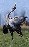 Brolga