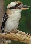 Kookaburra